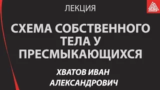 Схема собственного тела у пресмыкающихся. Хватов Иван Александрович