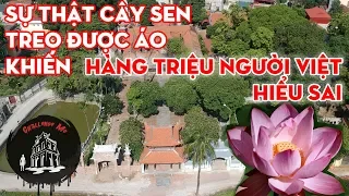 Hàng triệu người Việt bất ngờ biết sự thật "Chiếc áo trên cành hoa sen"