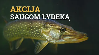 Ar dėl lydekų vanduo žydi mažiau?