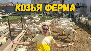 КОЗЬЯ ФЕРМА. ПОДОИЛИ КОЗ. ДЕГУСТАЦИЯ СЫРОВ.