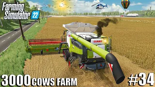 SOYBEANS Harvest and LOAD with CLAAS LEXION 🌾 | 3000 COWS Farm | Farming Simulator 22