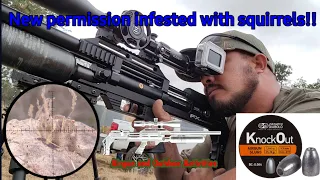 Ground squirrel pest control with and air rifle || Airgun And Outdoor Activities
