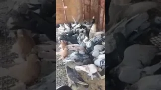 Кептерлер Голуби Кабутар Каботар Pigeons Pigeon