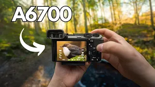 POV Nature Photography - Birds & Springy Forest