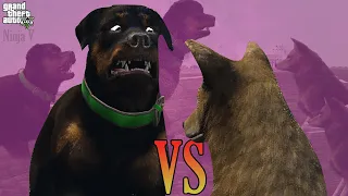 GTA V - CHOP VS COYOTE