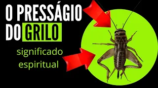 o presságio do grilo - o que significa guando estes insetos invadem a sua casa