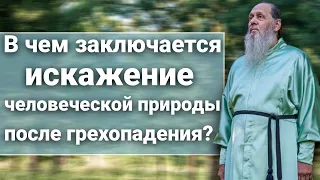 В чем заключается искажение человеческой природы после грехопадения?