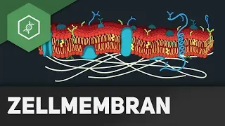 Zellmembran - REMAKE