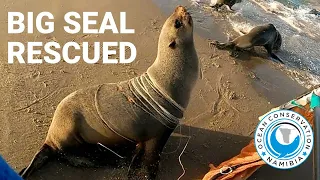 Big Seal RESCUED from 45 strands of fishing line