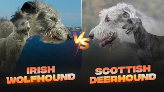 Irish Wolfhound vs Scottish Deerhound: Detailed Comparison