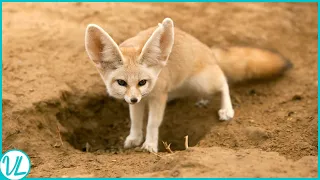 They've got ears as Air Conditioners | Cutest Fennec Foxes