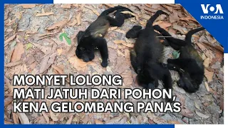 Monyet Lolong Mati Berjatuhan dari Pohon Imbas Gelombang Panas