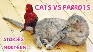 Cats vs parrots