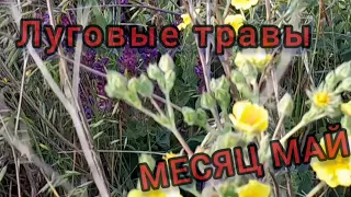 ЛУГ ЗАСЫПАН ТРАВАМИ! Месяц Май идёт к концу, лето впереди...