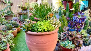 Succulent Arrangement in Large Terracotta Pot