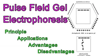 Pulse Field Gel Electrophoresis I Principle I Types I Applications I Advantages I Disadvantages