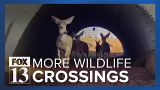 Local nonprofit wants more wildlife crossings built on Utah highways