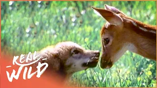 Insanely Adorable Baby Animal Moments | Wild America | Real Wild