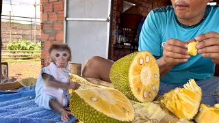 What a surprise - Monkey BiBi slept and waited for his father to open a big box of jackfruit