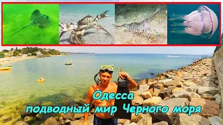 Подводный мир Черного моря (Одесса)