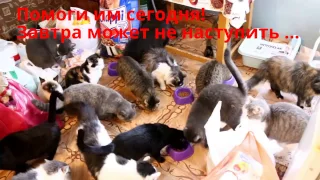 Много кошек  спасибо людям за помощь приюту! animals in the shelter waiting for help