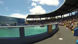 Lolita Killer Whale performing tricks