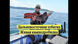 Дальневосточная зубатка. Живая камнедробилка / Bering Wolffish