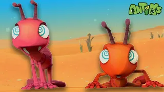 Antiks in the Middle of the Desert | Animals for Kids| Animal Cartoons| Funny Cartoons