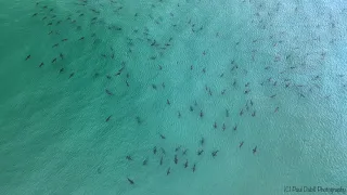 Drone Captures School of Blacktip Sharks Near Florida's Singer Island