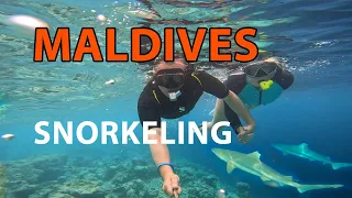 Safari Island Resort Maldives, snorkeling with sharks
