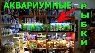 Зоомагазин. Аквариумные рыбки