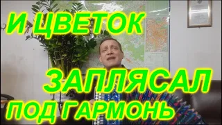 НЕ ЛОМАЙ ЧЕРЕМУХУ! Гармонист Иван Киселёв!