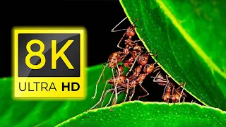 What is the 8K Macro World? - Life in Macro in 8K ULTRA HD / 8K TV ( 1000 FPS )