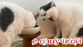 Приколы с котами! С ОЗВУЧКОЙ! Смешные коты и собаки! СМЕШНЫЕ ЖИВОТНЫЕ!