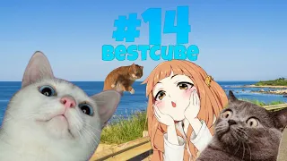 Best Cube/Лучшее За Август #14