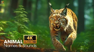 ANIMAL 4K VIDEO ULTRA HD WITH NAMES & SOUNDS