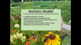 Mandell Park: Lush Native Plant Landscape in the Heart of Houston – by Don Verser