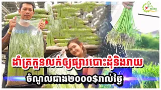 ដាំត្រកួនលក់ឲ្យផ្សារបោះដុំនិងរាយ ចំណូលជាង២០០០$រាល់ថ្ងៃ