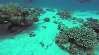 Gordon Reef 2014 gopro 3+ diving Red Sea buceo en el Mar Rojo