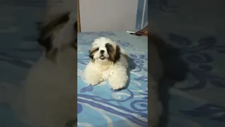 Shih tzu puppy barking 🐶 #shorts #shihtzu