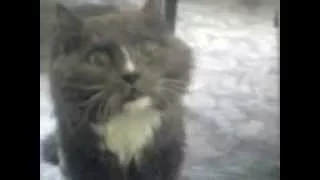Talking cat - Говорящий кот Кеша - жалуется на свою судьбу.