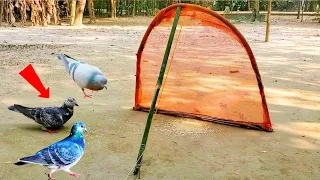 How To Make a Net Pigeon trap & Best Bird Trap