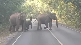 Wild elephant Khao Yai Thailand