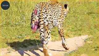 15 Bad Moments Leopards Get Injured While Picking The Wrong Prey | Wild Animals