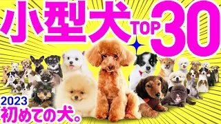 【English subtitles】30 Most Popular Small Dog Breeds in Japan in 2023