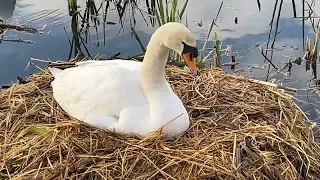 And this is why you don’t throw food on swan nests… !