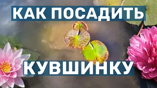 Правильная пересадка в пруд укоренённых саженцев нимфеи (Водные лилии, Кувшинка)