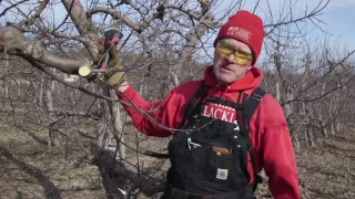 Intro to Apple Tree Pruning