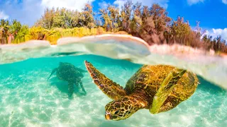 Snorkeling in Turtle Bay | North Shore | Oahu | Hawaii