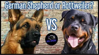 Deutscher Schäferhund oder Rottweiler?